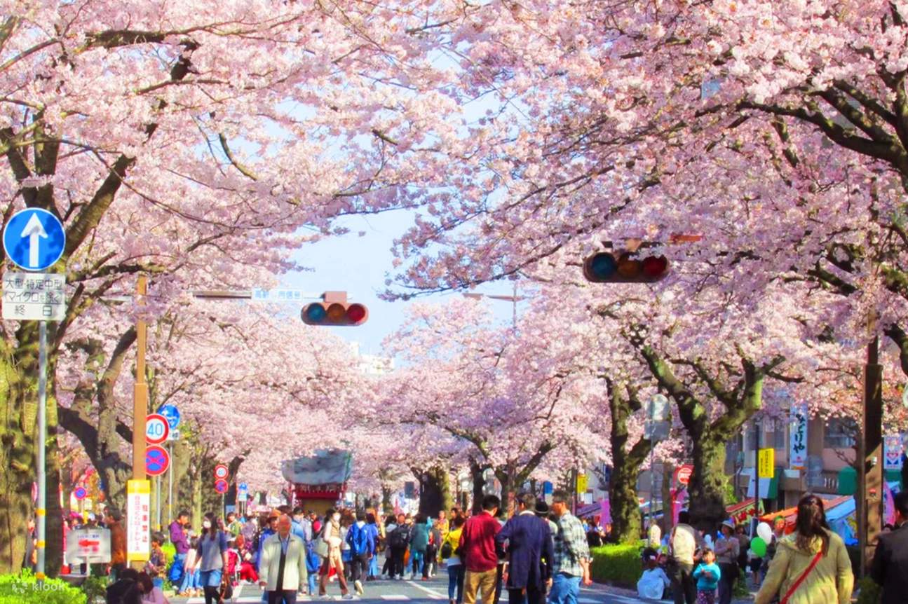 Sakura Limited] One-day tour of Ibaraki Ukimin Kannon Senbonzakura